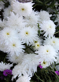 Leucanthemum x suberbum 'Ice Star'